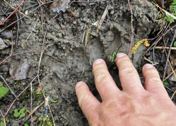 Tykodamas bebrų išvydo… mešką