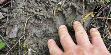 Tykodamas bebrų išvydo… mešką