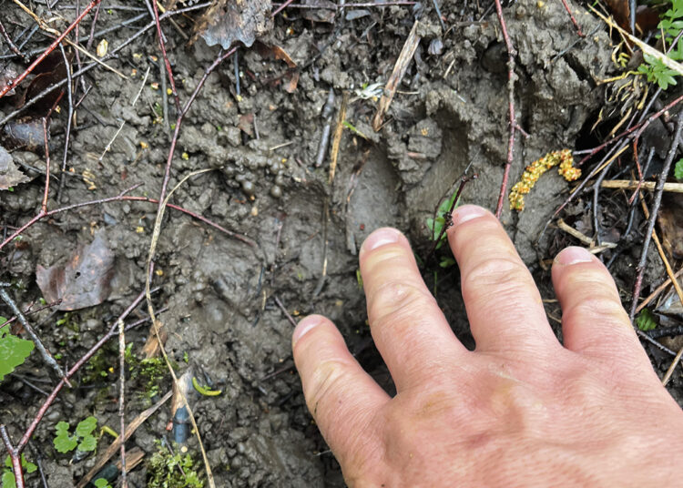 Tykodamas bebrų išvydo… mešką