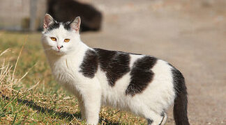 Laukia pranešimų apie benames kates