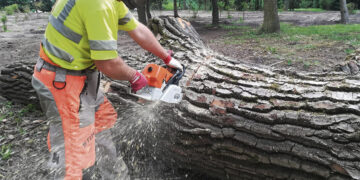 Medžius išpjovė neturėdami leidimo