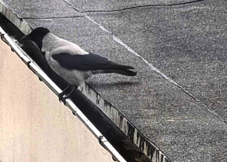 Graikinius riešutus skaldo ant savivaldybės stogo