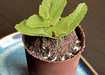 „Avanti“ restoranas klientams pristatė sodinuką