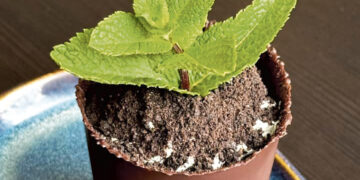 „Avanti“ restoranas klientams pristatė sodinuką