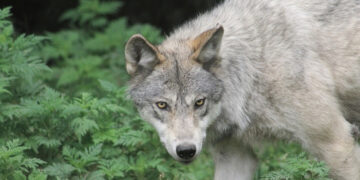 Biržų girioje dar vienu vilku mažiau