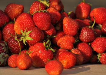 Ekologinis ūkininkavimas: naudingas ūkininkui, vartotojui ir gamtai