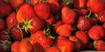 Ekologinis ūkininkavimas: naudingas ūkininkui, vartotojui ir gamtai