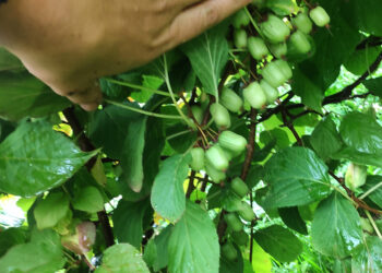 Parama jauniesiems ūkininkams – geriausia investicija