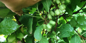 Parama jauniesiems ūkininkams – geriausia investicija