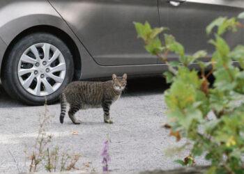 Kas pasirūpins kaime suvažinėtais gyvūnais?