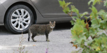 Kas pasirūpins kaime suvažinėtais gyvūnais?