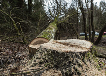 Pasiūlyta geranoriškai atlyginti žalą gamtai
