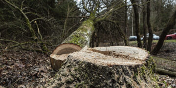 Pasiūlyta geranoriškai atlyginti žalą gamtai