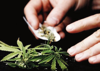 Papilietis ir marihuana