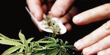 Papilietis ir marihuana