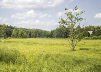 Drastiškai sumažėjo pievų – nyksta ir paukščiai