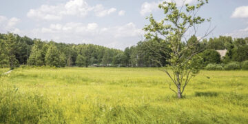 Drastiškai sumažėjo pievų – nyksta ir paukščiai