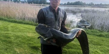 Širvėnoje pagavo  rekordinio dydžio šamą