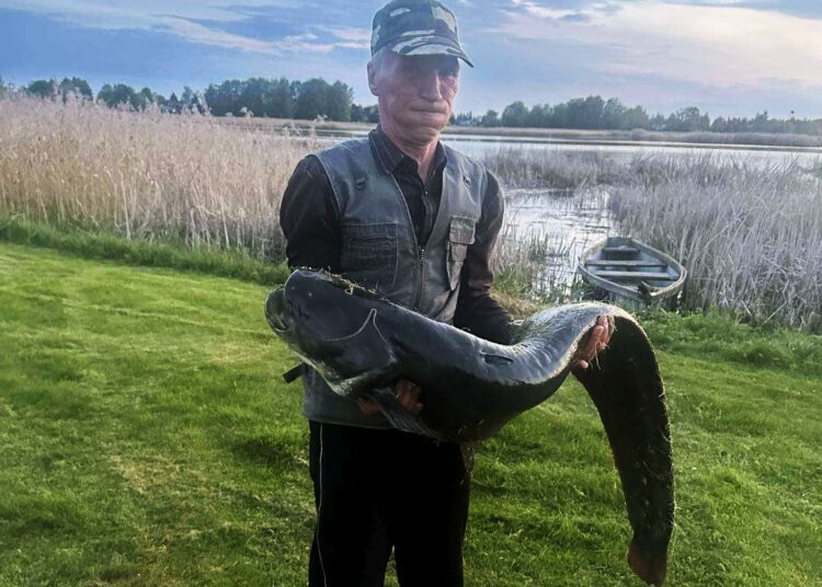 Širvėnoje pagavo  rekordinio dydžio šamą