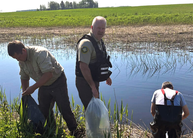 Rajono upės papildytos lašišinėmis žuvimis