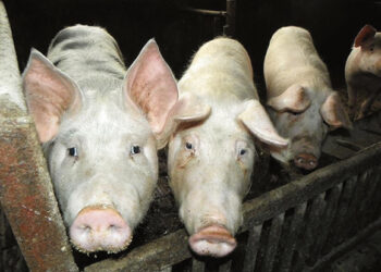 Šalia Biržų rajono – pirmas šiemet AKM atvejis kiaulių ūkyje