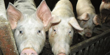 Šalia Biržų rajono – pirmas šiemet AKM atvejis kiaulių ūkyje