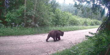 Meškos kuriasi Biržų rajone