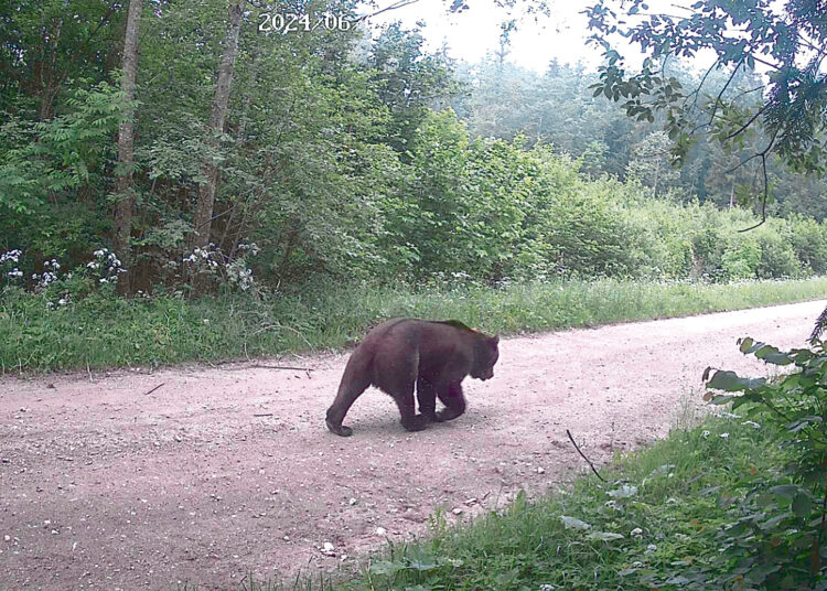 Meškos kuriasi Biržų rajone