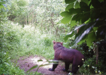 Medžiotojo kamera užfiksavo mešką