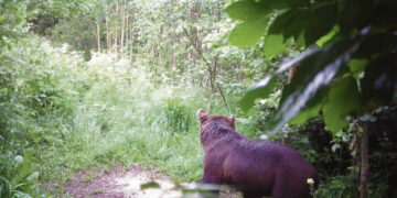 Medžiotojo kamera užfiksavo mešką