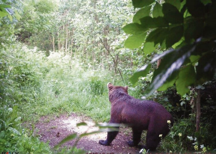 Medžiotojo kamera užfiksavo mešką