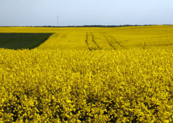 Savitarpio pagalba dideliems finansiniams nuostoliams išvengti