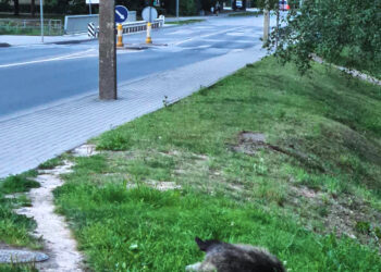 Liūdnas barsuko likimas