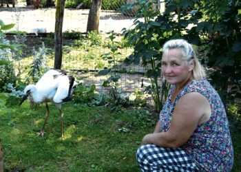 Namai, kur vietą randa mažieji nelaimėliai