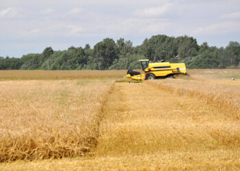 Pradedamas imti žieminių miežių derlius