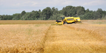 Pradedamas imti žieminių miežių derlius