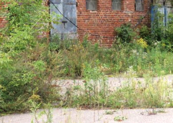 Geras kaimynas – tvarkingas kaimynas