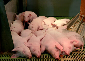 AKM toliau naikina kiaulių ūkius: šįsyk – Klaipėdos rajone