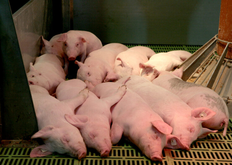 AKM toliau naikina kiaulių ūkius: šįsyk – Klaipėdos rajone