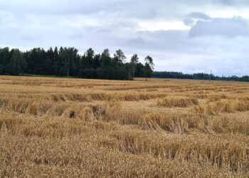 Ūkininkai ir vėl galės teikti paraiškas pasėlių draudimo įmokos kompensacijai gauti