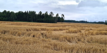Ūkininkai ir vėl galės teikti paraiškas pasėlių draudimo įmokos kompensacijai gauti