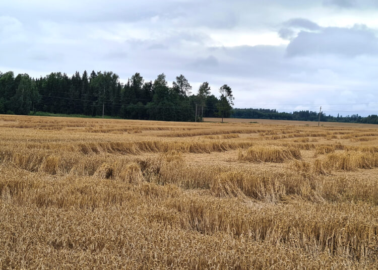 Ūkininkai ir vėl galės teikti paraiškas pasėlių draudimo įmokos kompensacijai gauti