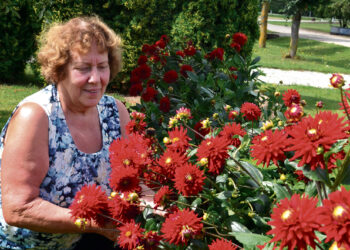 Kregždutes įsileido į savo namus