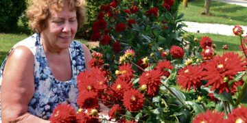 Kregždutes įsileido į savo namus