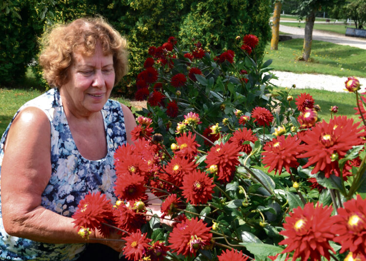 Kregždutes įsileido į savo namus