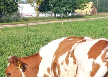 Vilkai išeina į medžioklę