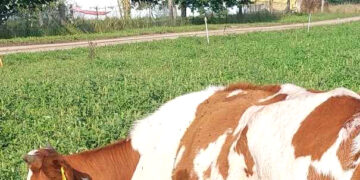 Vilkai išeina į medžioklę