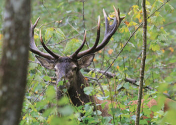 Ketinama naikinti limitus elnių medžioklei