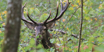 Ketinama naikinti limitus elnių medžioklei