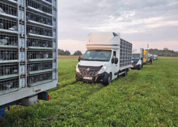 Tūkstančiai balandžių suko ratus virš Germaniškio